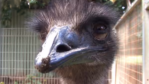 Accidently in Sydney